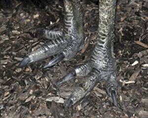 Southern Cassowary - close up of feet