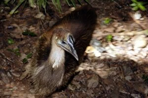 Images Dated 1st May 2005: Southern cassowary, first year juvenile