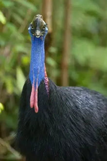 Staring Prints: Southern Cassowary - frontal portrait of an adult male standing amidst tropical rainforest - Tam O'Shanter State