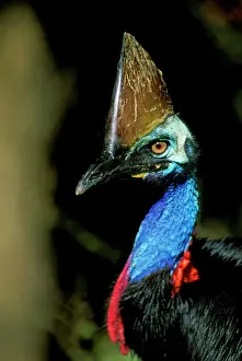 Flightless Prints: Southern Cassowary - Male in tropical rainforest - North Queensland - Australia - New Guinea JPF33840