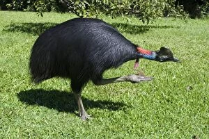 Images Dated 16th May 2007: Southern Cassowary An uncommon rainforest species of northeastern Queensland, Australia