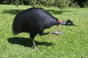 Cassowary Prints: Southern Cassowary An uncommon rainforest species of northeastern Queensland