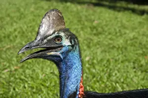 Southern Cassowary An uncommon rainforest species of northeastern Queensland, Australia. Near Innisfail