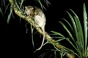 Cuscus Prints: Southern Common Cuscus - On tree branch, North Queensland, Australia JPF02795