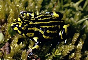 Images Dated 16th January 2009: Southern Corroboree Frog - Kosciuszko National Park, New South Wales, Australia JPF52096