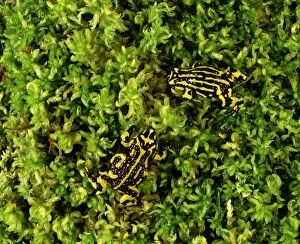 Images Dated 19th January 2009: Southern Corroboree Frog - Kosciuszko National Park, New South Wales, Australia JPF02216