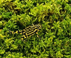 Images Dated 19th January 2009: Southern Corroboree Frog - Kosciuszko National Park - New South Wales - Australia JPF02215