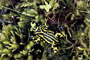 Images Dated 23rd January 2009: Southern Corroboree Frog - Kosciuszko National Park, New South Wales, Australia JPF08316