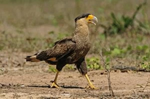 Images Dated 14th September 2009: Southern Crested Caracara, Pantanal Wetlands, Mato