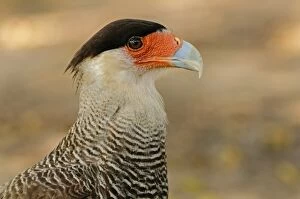 Images Dated 16th September 2009: Southern Crested Caracara, portrait, Pantanal Wetlands