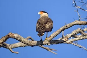 Images Dated 22nd July 2010: Southern Crested Caracara / Southern Caracara