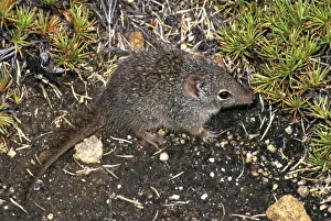 Southern dibbler. (Parantechinus apicalis) IUCN red list 2000: Endangered. Fitzgerald River National Park, Western Australia