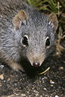Southern dibbler. (Parantechinus apicalis) IUCN red list 2000: Endangered. Fitzgerald River National Park, Western Australia
