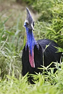 Cassowary Prints: Southern / Double-wattled Cassowary