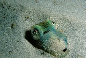Southern Dumpling Squid, Euprymna tasmanica, This squid has a luminescent light organ which is fuelled by light emiting bacteria, Moonta Bay, South Australia, Australia, Southern Ocean