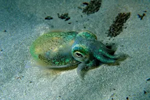 Seabed Prints: Southern Dumpling Squid, Euprymna tasmanica