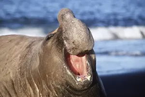 Funny Prints: Southern Elepant Seal - with mouth open - Crozet Island AU-1244