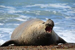 Argentinian Gallery: Southern Elephant Seal