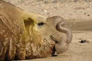 Images Dated 29th September 2007: Southern Elephant Seal