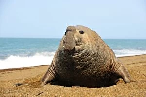 Images Dated 4th October 2011: Southern Elephant Seal