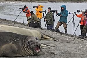 Images Dated 18th January 2008: Southern Elephant Seal