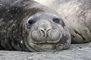 Images Dated 18th January 2008: SOUTHERN ELEPHANT SEAL