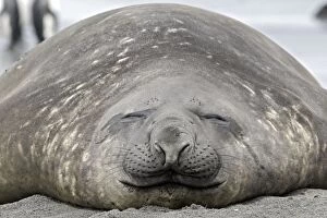Photo Couleur Gallery: SOUTHERN ELEPHANT SEAL