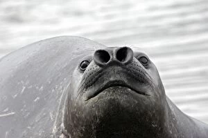 Images Dated 16th January 2008: SOUTHERN ELEPHANT SEAL