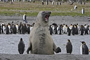 Images Dated 18th January 2008: SOUTHERN ELEPHANT SEAL