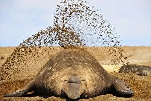Images Dated 5th October 2011: Southern Elephant Seal