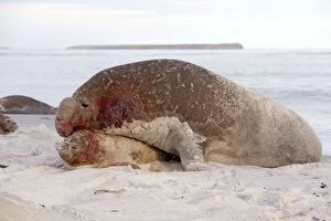 Southern Elephant Seal - bull mating with female
