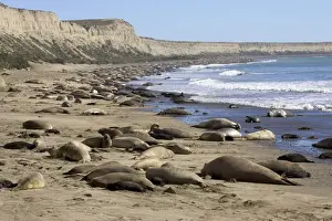 Communities Prints: Southern Elephant Seal - colony Colony at Punta Hercules