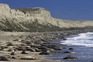 Southern Elephant Seal colony Colony at Punta Hercules, Atlantic coast of the Valdes Peninsula, Chubut Province, Patagonia, Argentina