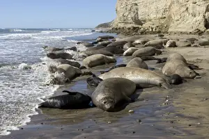 Southern Elephant Seal colony Colony at Punta Hercules, Atlantic coast of the Valdes Peninsula, Chubut Province, Patagonia, Argentina