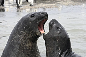 Mammifere Collection: Southern Elephant Seal - combat between two males - Saint Andrew - South Georgia
