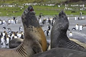 Mammifere Collection: Southern Elephant Seal - combat between two males - Saint Andrew - South Georgia