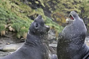 Southern Elephant Seal - combat between two males - Saint Andrew - South Georgia