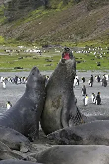 Southern Elephant Seal - combat between two males - Saint Andrew - South Georgia