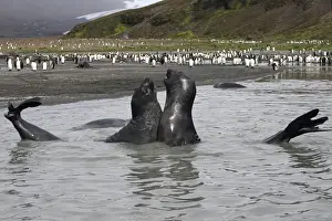 Southern Elephant Seal - combat between two males - Saint Andrew - South Georgia