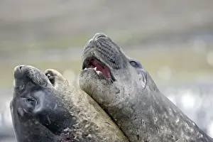Southern Elephant Seal - combat between two males - Saint Andrew - South Georgia
