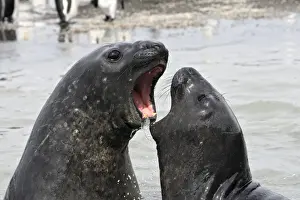 Southern Elephant Seal - combat between two males - Saint Andrew - South Georgia