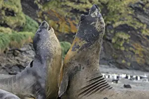Southern Elephant Seal - combat between two males - Saint Andrew - South Georgia