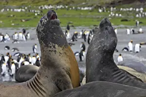 Mammifere Prints: Southern Elephant Seal - combat between two males - Saint Andrew - South Georgia