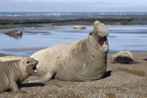 Southern Elephant Seal - Dominant male; female. Lesser males further back on the beach