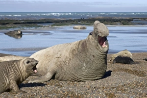 Southern Elephant Seal - Dominant male; female. Lesser males further back on the beach Southern Elephant Seal - Dominant male; female. Lesser males further back on the beach