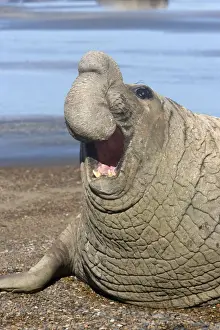 Seal Prints: Southern Elephant Seal - Dominant male Valdes Peninsula, Patagonia, Argentina