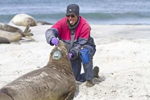 Southern Elephant Seal - examination taking samples