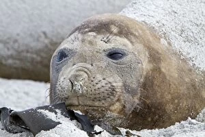 Southern Elephant Seal - female