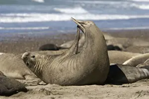 Flexible Prints: Southern Elephant Seal - Female, stretching Valdes Peninsula, Patagonia, Argentina