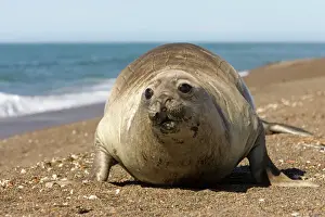 Seal Prints: Southern Elephant Seal, Female - Female afraid of killer whales swimming along the shoreline